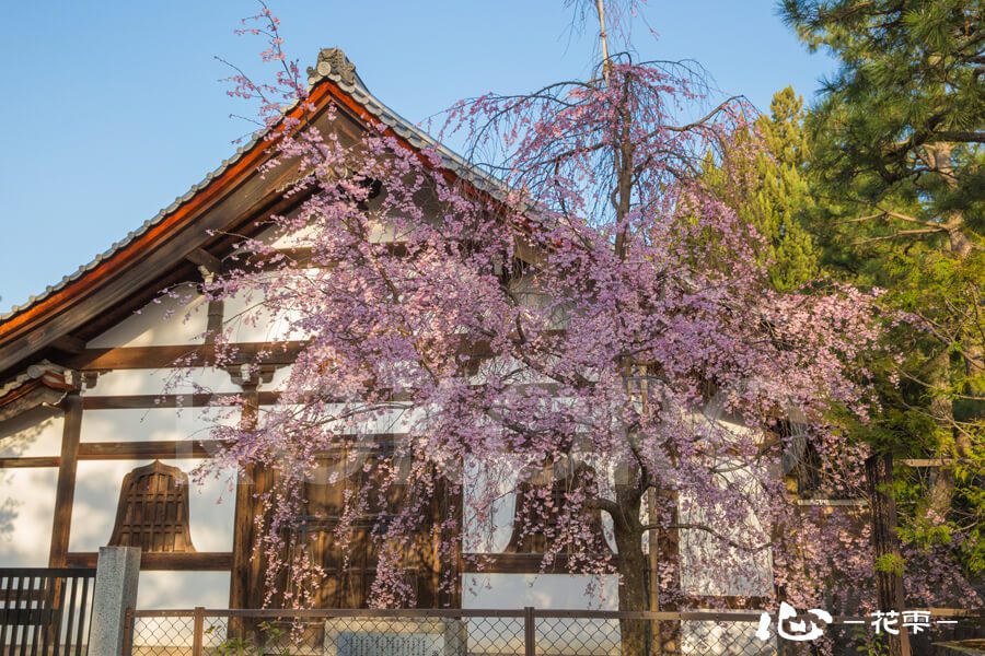 建仁寺の桜