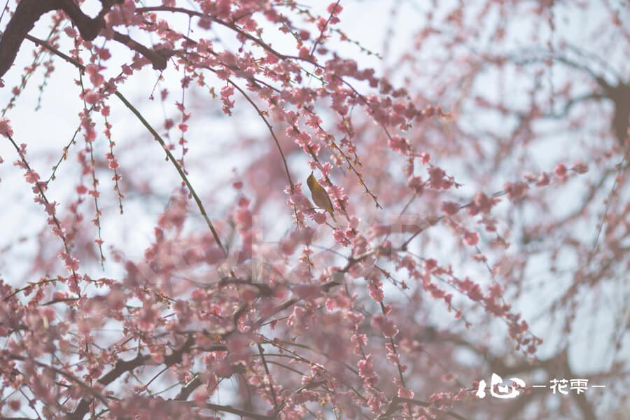 しだれ桜とメジロ