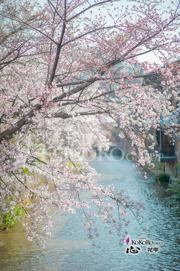 祇園の桜スポット